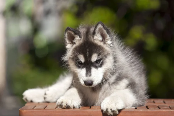 Siberiano Husky Cachorro Aire Libre — Foto de Stock