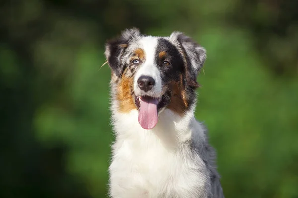 Australian Shepherd Chien Plein Air — Photo