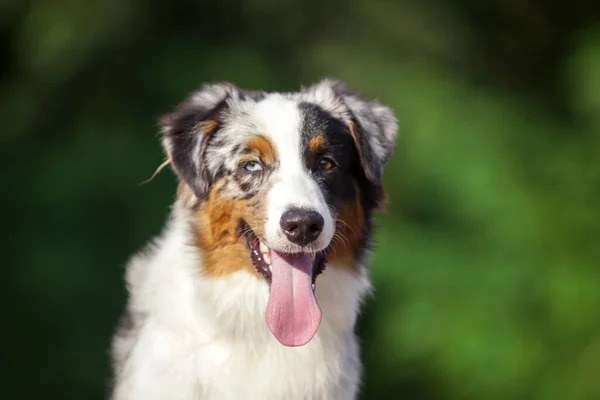 Australian Shepherd Cão Livre — Fotografia de Stock