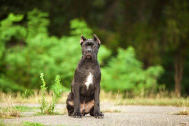 İtalyan Cane Corso köpeği açık havada