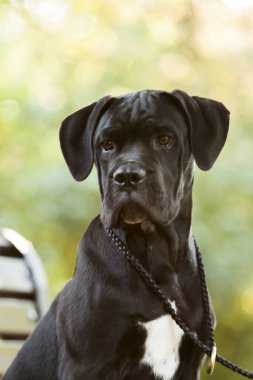 İtalyan Cane Corso köpeği açık havada
