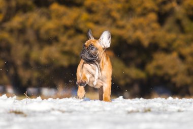 Tatlı Fransız Bulldog köpek yavrusu.