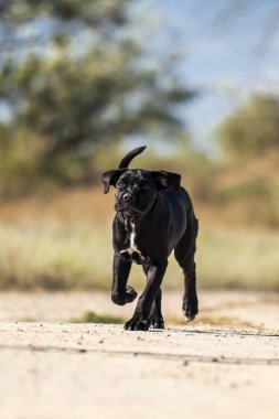 İtalyan Cane Corso köpeği açık havada