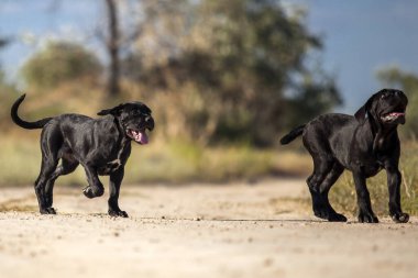 İtalyan Cane Corso köpekleri açık havada
