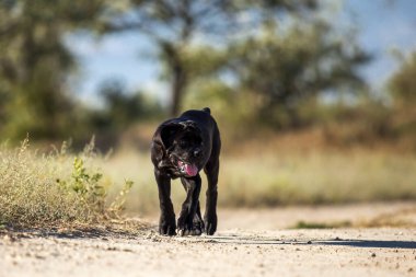 İtalyan Cane Corso köpeği açık havada