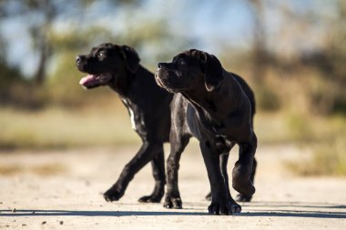 İtalyan Cane Corso köpekleri açık havada