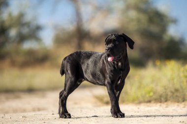 İtalyan Cane Corso köpeği açık havada