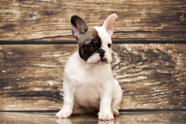 Stüdyoda şirin bir Fransız Bulldog köpeği