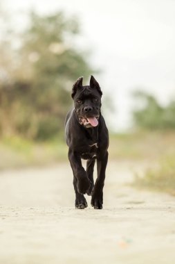 İtalyan Cane Corso köpeği açık havada