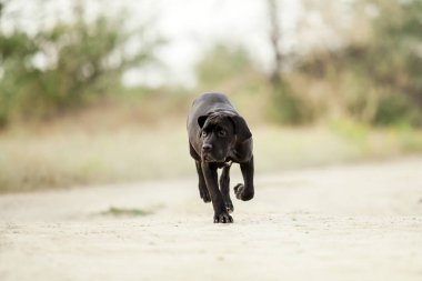 Şirin Puppy Cane Corso açık havada