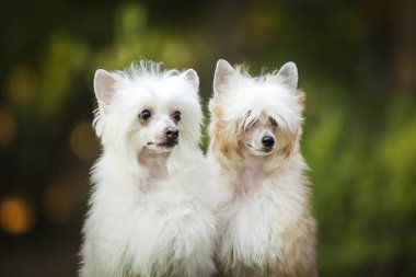 Çin arması, sevimli köpek yavruları.
