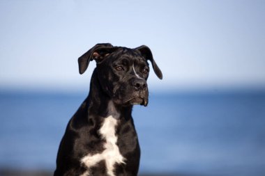 Şirin Puppy Cane Corso açık havada