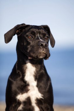 Şirin Puppy Cane Corso açık havada