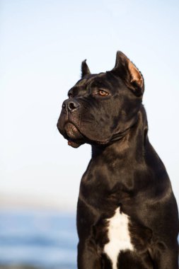 Şirin Puppy Cane Corso açık havada