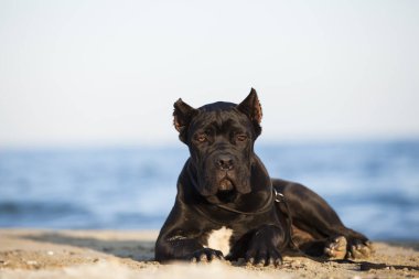 Şirin Puppy Cane Corso açık havada