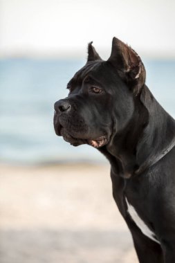 Şirin Puppy Cane Corso açık havada