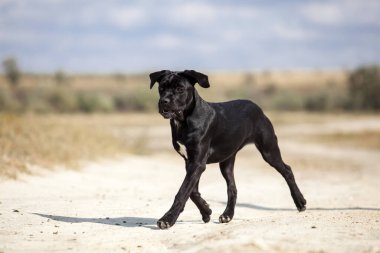 Şirin Puppy Cane Corso açık havada