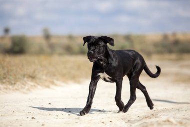 Şirin Puppy Cane Corso açık havada