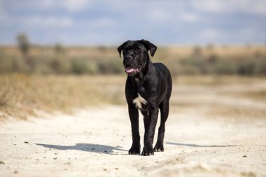 Şirin Puppy Cane Corso açık havada