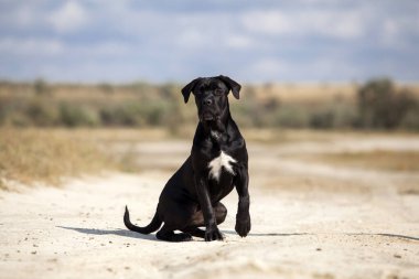 Şirin Puppy Cane Corso açık havada
