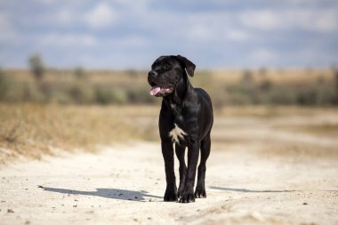 Şirin Puppy Cane Corso açık havada
