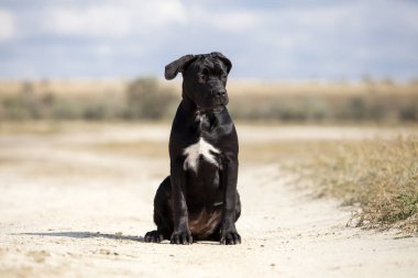 Şirin Puppy Cane Corso açık havada
