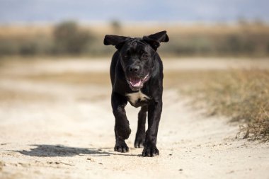 Şirin Puppy Cane Corso açık havada