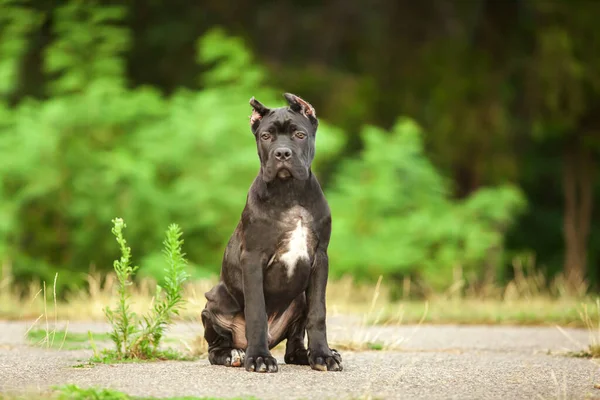 Итальянская Собака Cane Corso Открытом Воздухе — стоковое фото