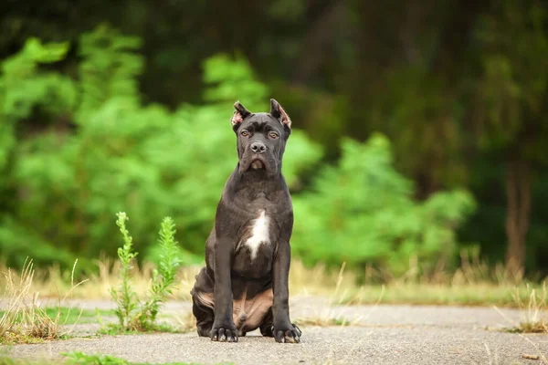 Włoski Pies Cane Corso Plenerze — Zdjęcie stockowe