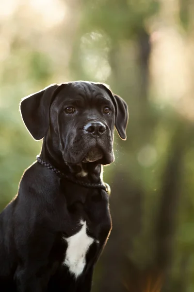 Ιταλικά Cane Corso Σκυλί Εξωτερικούς Χώρους — Φωτογραφία Αρχείου