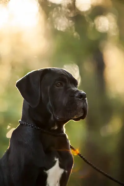 Olasz Cane Corso Kutya Szabadban — Stock Fotó