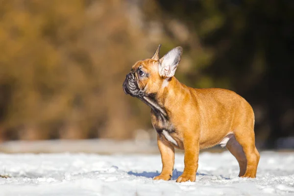 Cute French Bulldog Puppy Outdoor — Stock Photo, Image