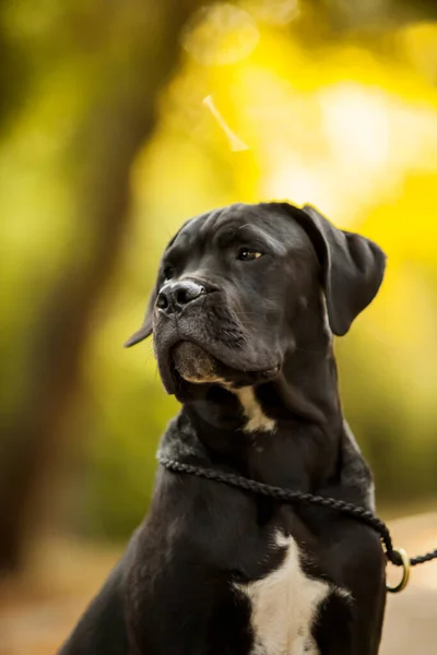 Olasz Cane Corso Kutya Szabadban — Stock Fotó