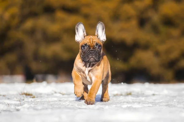 Cute French Bulldog Puppy Outdoor — Stock Photo, Image