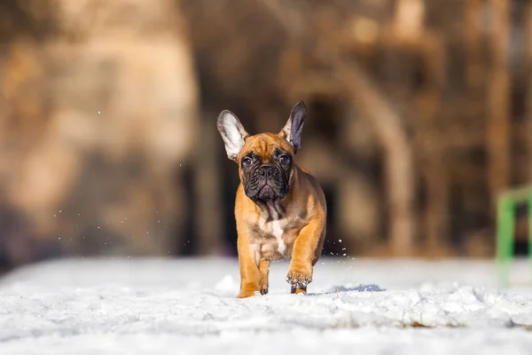 Cute French Bulldog Puppy Outdoor — Stock Photo, Image