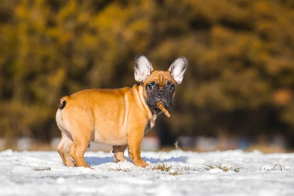 Cute French Bulldog Puppy Outdoor — Stock Photo, Image