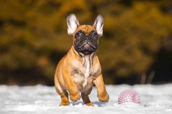 Cute French Bulldog Puppy Outdoor — Stock Photo, Image