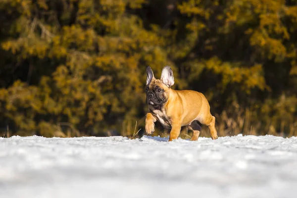 Söt Fransk Bulldogg Valp Utomhus — Stockfoto