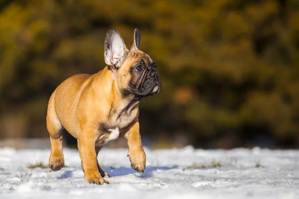 Cute French Bulldog Puppy Outdoor — Stock Photo, Image