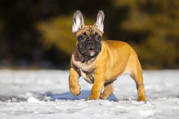 Cute French Bulldog Puppy Outdoor — Stock Photo, Image