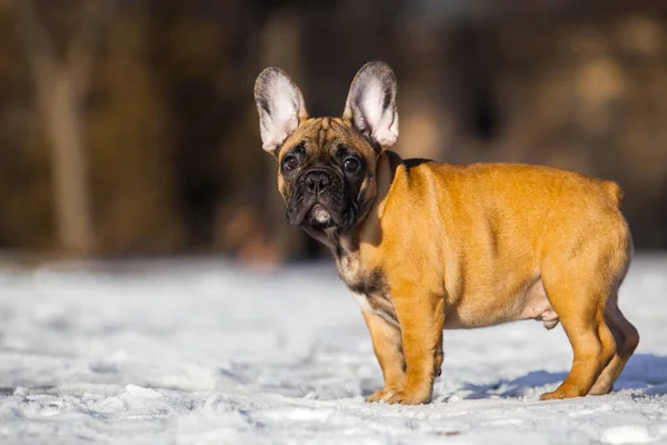 Cute French Bulldog Puppy Outdoor — Stock Photo, Image