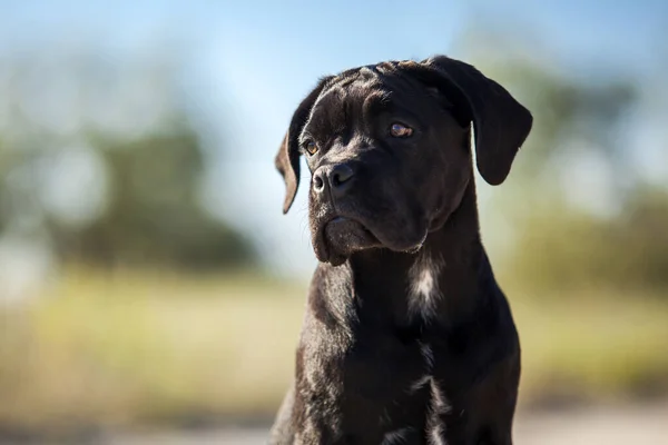 Italienska Cane Corso Hund Utomhus — Stockfoto