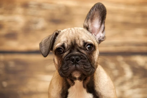 かわいいですフランス語ブルドッグ子犬でスタジオ — ストック写真