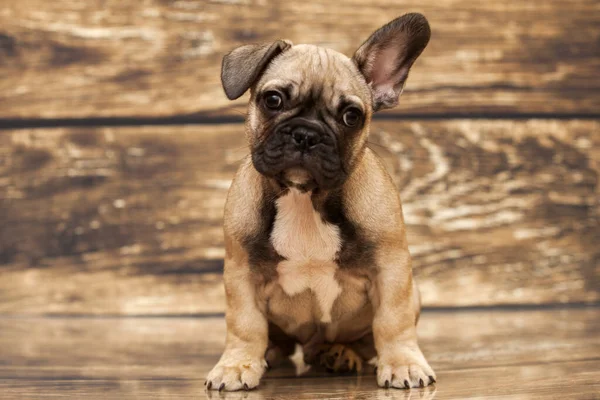 Bonito Filhote Cachorro Bulldog Francês Estúdio — Fotografia de Stock