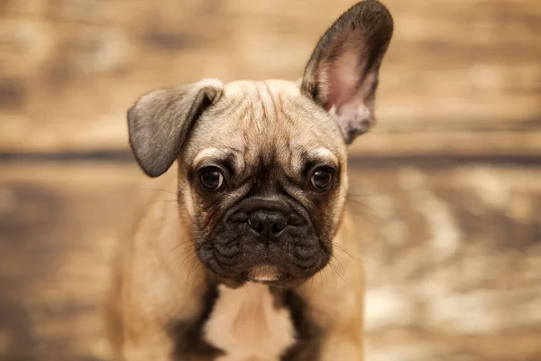 Lindo Perrito Bulldog Francés Estudio — Foto de Stock