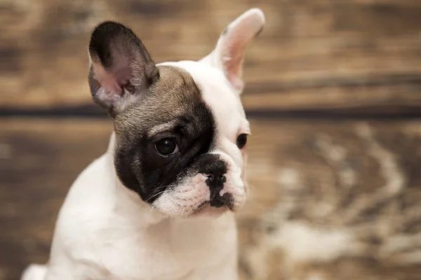 Stüdyoda Şirin Bir Fransız Bulldog Köpeği — Stok fotoğraf