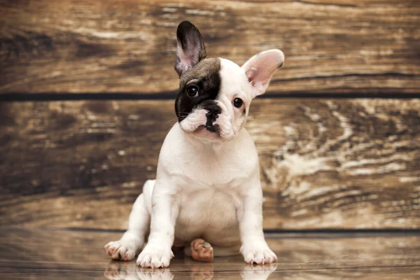 Bonito Filhote Cachorro Bulldog Francês Estúdio — Fotografia de Stock