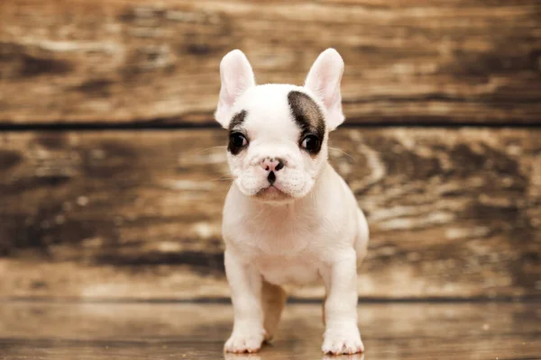 Lindo Perrito Bulldog Francés Estudio — Foto de Stock