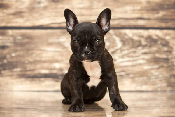 Bonito Filhote Cachorro Bulldog Francês Estúdio — Fotografia de Stock