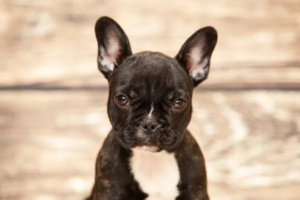 Bonito Filhote Cachorro Bulldog Francês Estúdio — Fotografia de Stock